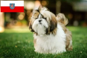 Read more about the article Hodowcy i szczenięta shih tzu w Turyngia
