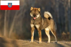 Read more about the article Hodowcy i szczenięta Shikoku w Turyngia