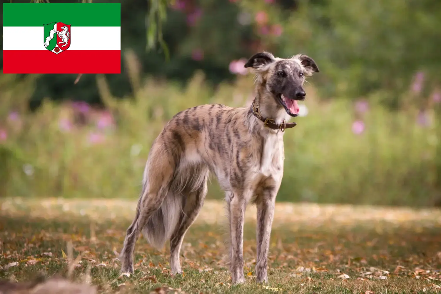 Szczenięta i hodowcy Silken Windsprite Nadrenia Północna-Westfalia Tutaj można znaleźć hodowców Silken Windsprites w Nadrenia Północna-Westfalia.