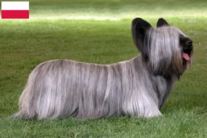 Read more about the article Hodowcy i szczenięta skye terrier w Polska