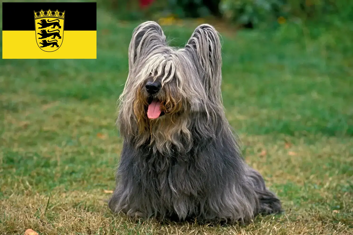 Skye terrier szczenięta i hodowcy Badenia-Wirtembergia Znajdź tutaj hodowców rasy Skye terrier w Badenia-Wirtembergia.