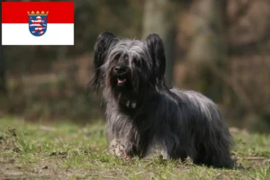 Read more about the article Hodowcy i szczenięta skye terrierów w Hesja