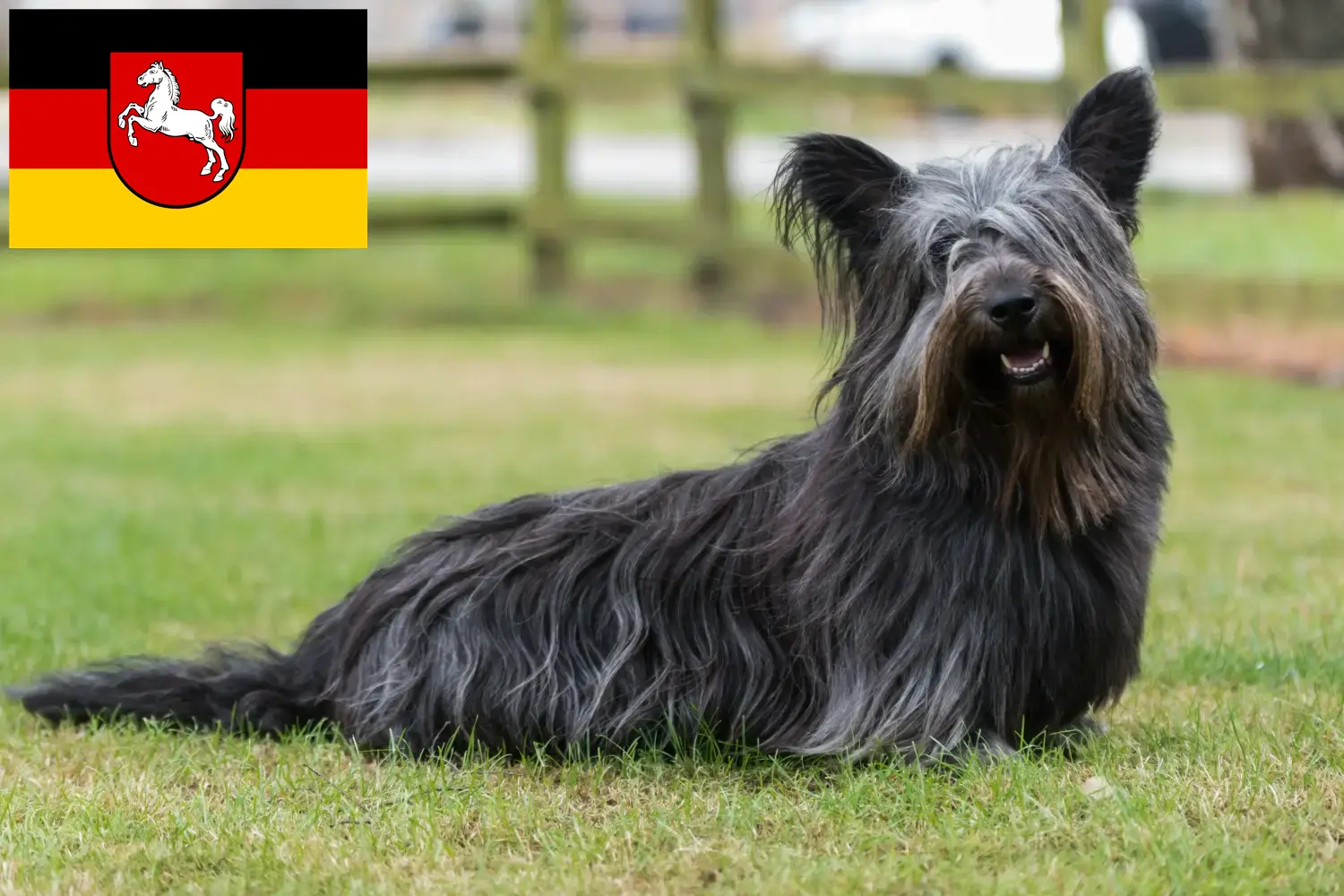 Skye terrier szczenięta i hodowcy Dolna Saksonia Znajdź tutaj hodowców rasy Skye terrier w Dolna Saksonia.