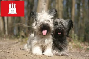 Read more about the article Hodowcy i szczenięta Skye terrier w Hamburg