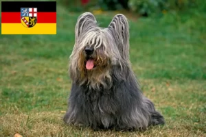 Read more about the article Hodowcy i szczenięta Skye terrier w Kraj Saary