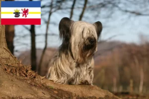 Read more about the article Hodowcy i szczenięta Skye terrier w Meklemburgia-Pomorze Przednie