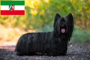 Read more about the article Hodowcy i szczenięta Skye terrier w Nadrenia Północna-Westfalia