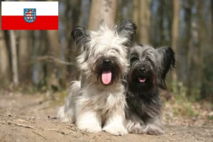 Read more about the article Hodowcy i szczenięta Skye terrier w Turyngia