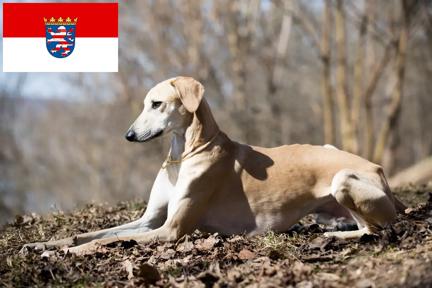 Sloughi szczenięta i hodowcy Hesja Tutaj można znaleźć hodowców Sloughis w Hesja.