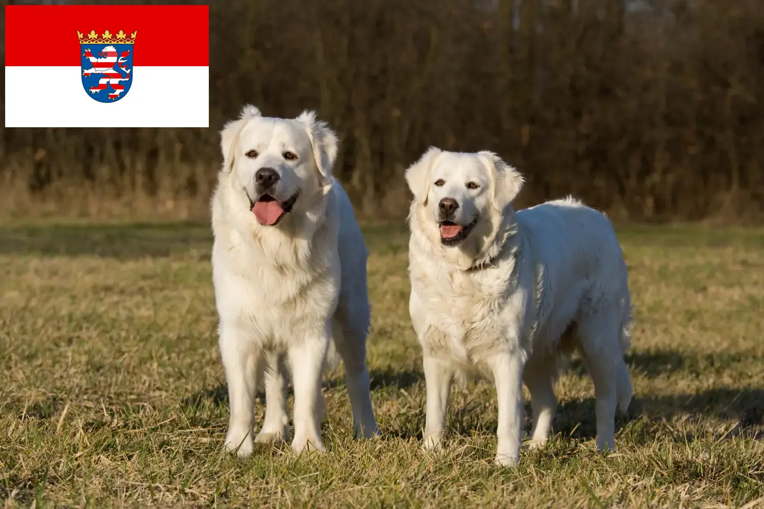 Słoweński Cuvac szczenięta i hodowcy Hesja Tutaj znajdą Państwo hodowców Slovensky Cuvac w Hesja.
