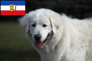 Read more about the article Słoweńscy hodowcy rasy Cuvac i szczenięta w Szlezwik-Holsztyn