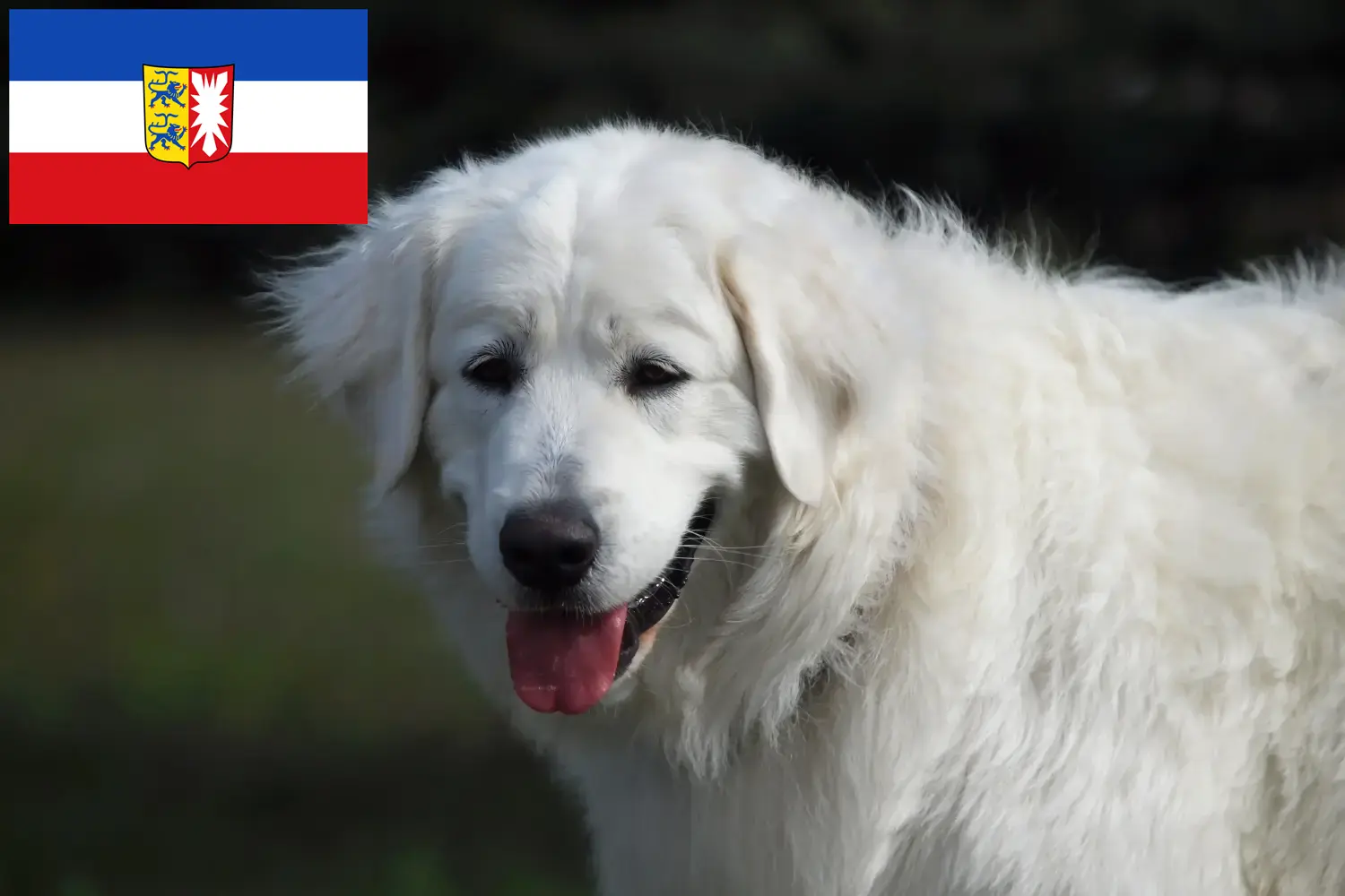 Read more about the article Słoweńscy hodowcy rasy Cuvac i szczenięta w Szlezwik-Holsztyn