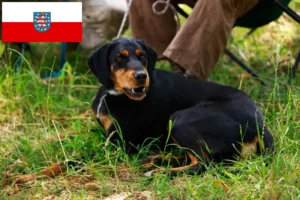 Read more about the article Słowacki kopov hodowcy i szczenięta w Turyngia