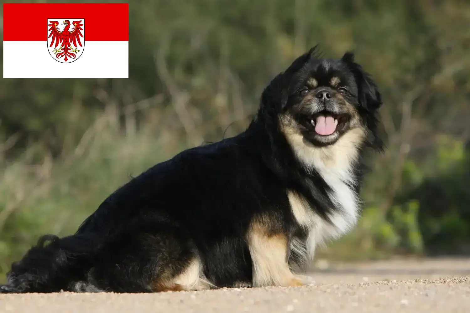 Spaniel tybetański szczenięta i hodowca Brandenburg Tutaj znajdziesz hodowców spanieli tybetańskich w Brandenburgia.
