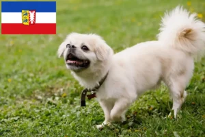 Read more about the article Hodowcy spanieli tybetańskich i szczenięta w Szlezwik-Holsztyn