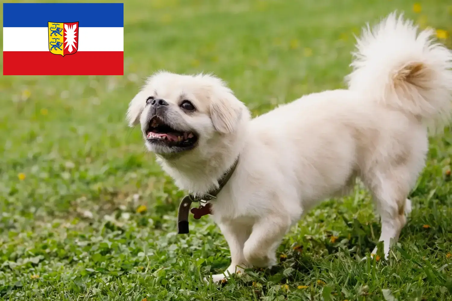 Spaniel tybetański szczenięta i hodowcy Szlezwik-Holsztyn Tutaj znajdziesz hodowców spanieli tybetańskich w Szlezwik-Holsztyn.