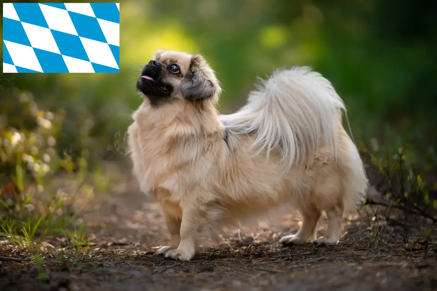 Spaniel tybetański szczenięta i hodowca Bawaria Tutaj znajdziesz hodowców spanieli tybetańskich w Bawaria.