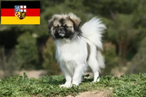Read more about the article Hodowcy i szczenięta spanieli tybetańskich w Kraj Saary