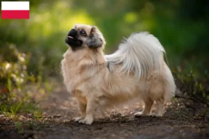 Read more about the article Hodowcy i szczenięta spaniel tybetański w Polska