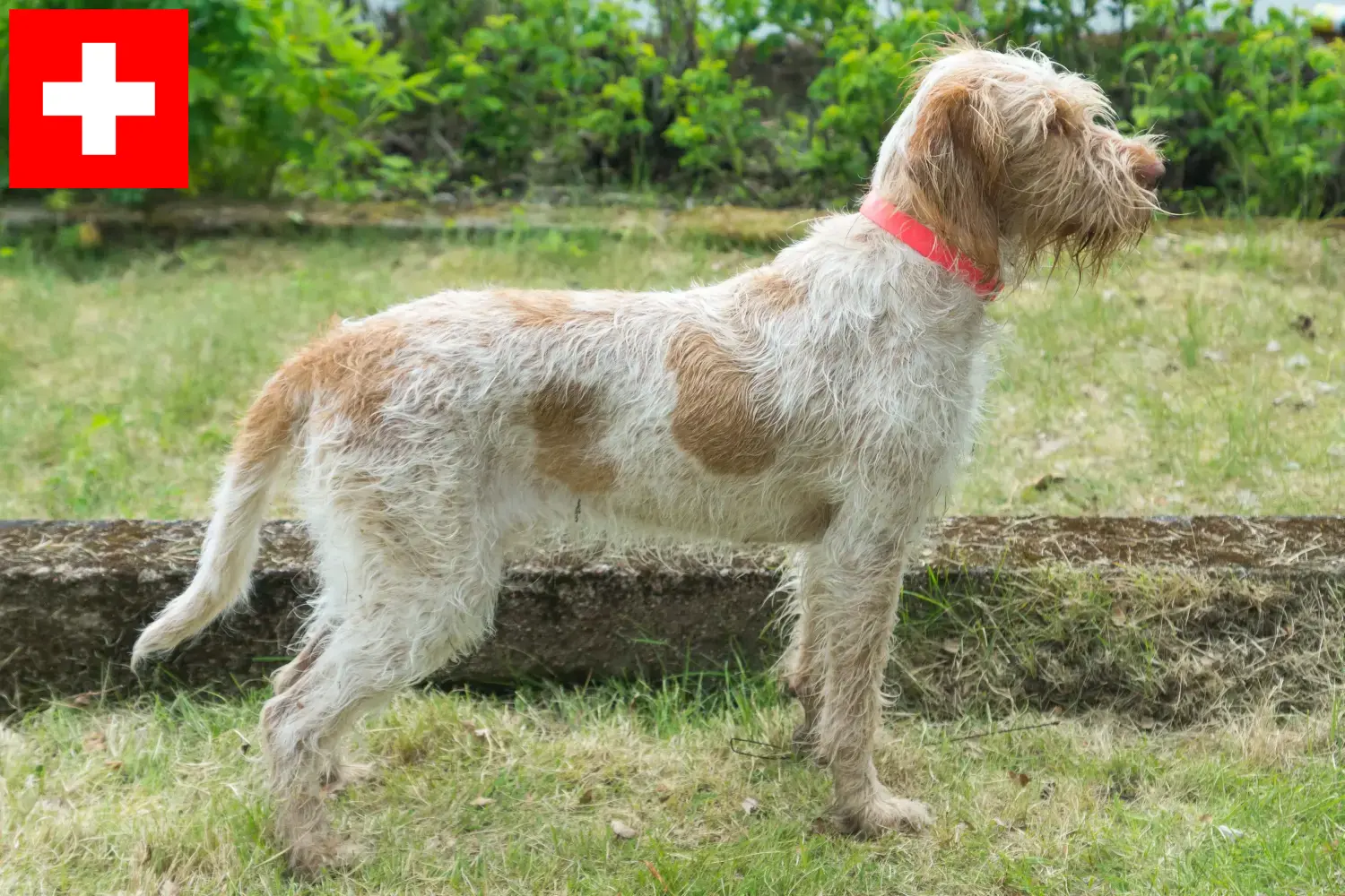 Spinone włoskie szczenięta i hodowcy Szwajcaria Tutaj znajdziesz hodowców rasy Spinone italiano w Szwajcaria.