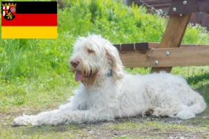Read more about the article Spinone Italiano hodowcy i szczenięta w Nadrenia-Palatynat