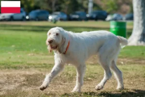 Read more about the article Spinone Italiano hodowcy i szczenięta w Polska