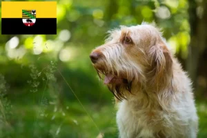 Read more about the article Spinone włoski hodowcy i szczenięta w Saksonia-Anhalt