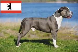 Read more about the article Hodowcy i szczenięta Staffordshire bull terrier w Berlin
