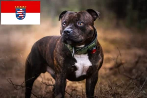 Read more about the article Hodowcy i szczenięta Staffordshire bull terrier w Hesja