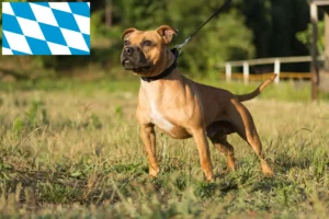 Read more about the article Hodowcy i szczenięta Staffordshire bull terrier w Bawaria