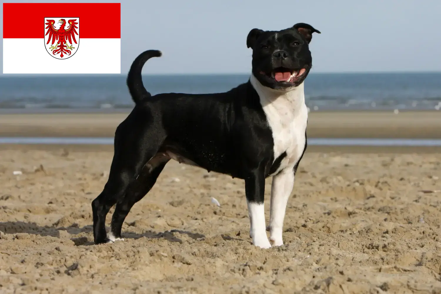 Staffordshire bull terrier szczenięta i hodowcy Brandenburgia Tutaj znajdziesz hodowców rasy Staffordshire bull terrier w Brandenburgia.