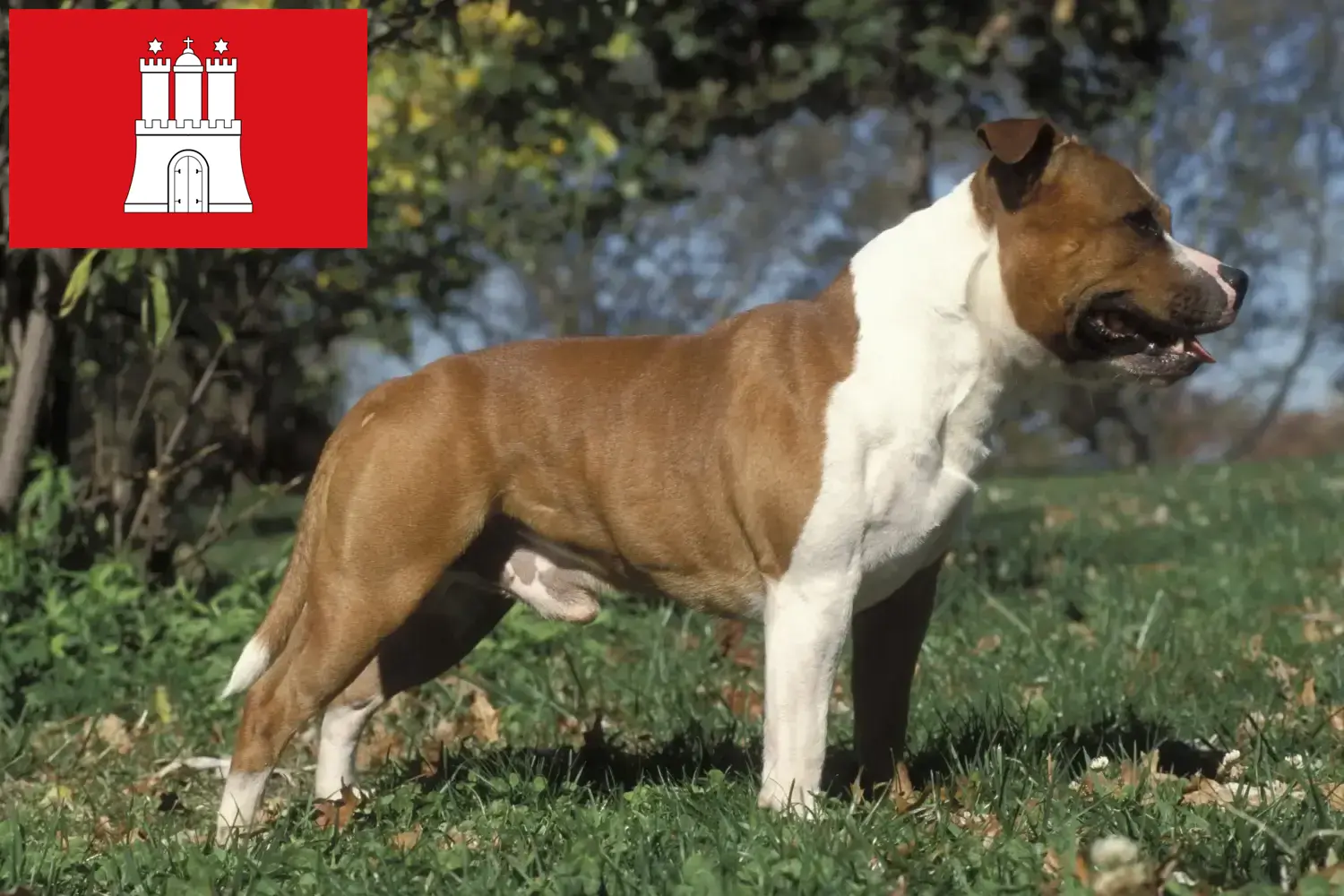 Staffordshire bull terrier szczenięta i hodowcy Hamburg Tutaj znajdziesz hodowców rasy Staffordshire bull terrier w Hamburg.