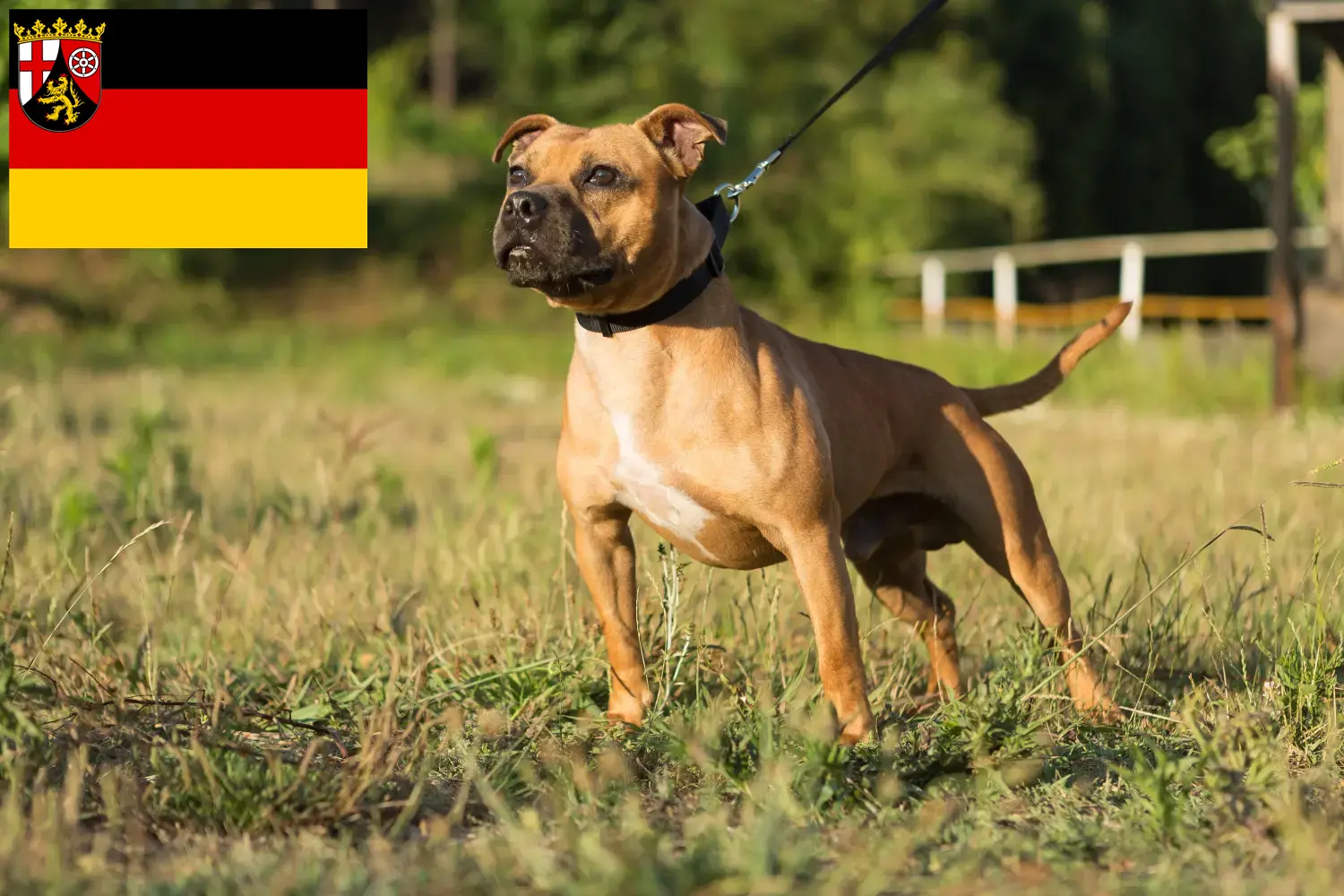 Staffordshire bull terrier szczenięta i hodowcy Nadrenia-Palatynat Tutaj znajdziesz hodowców rasy Staffordshire bull terrier w Nadrenia-Palatynat.