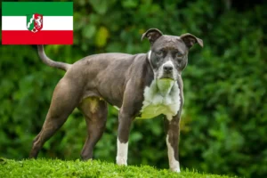 Read more about the article Hodowcy i szczenięta Staffordshire bull terrier w Nadrenia Północna-Westfalia