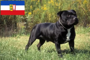 Read more about the article Hodowcy i szczenięta Staffordshire bull terrier w Szlezwik-Holsztyn