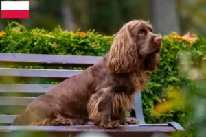 Read more about the article Hodowcy i szczenięta Sussex spaniel w Polska