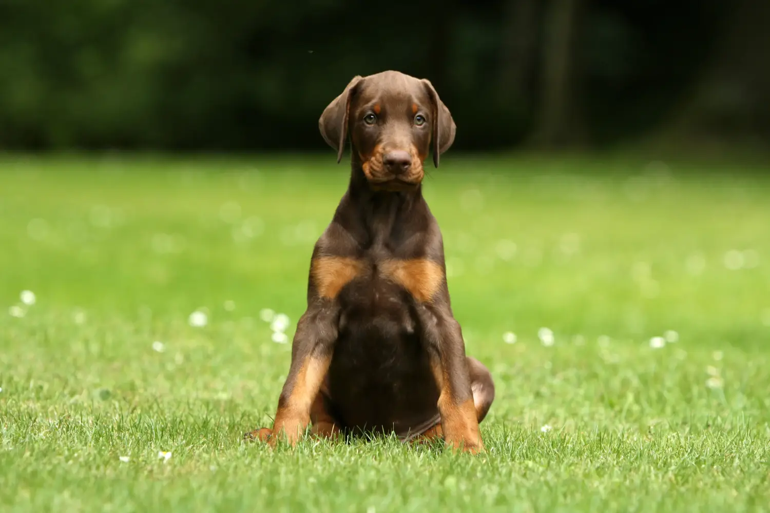Kupno szczeniaka dobermana oznacza wzięcie na siebie odpowiedzialności! Kup szczenięta dobermana.