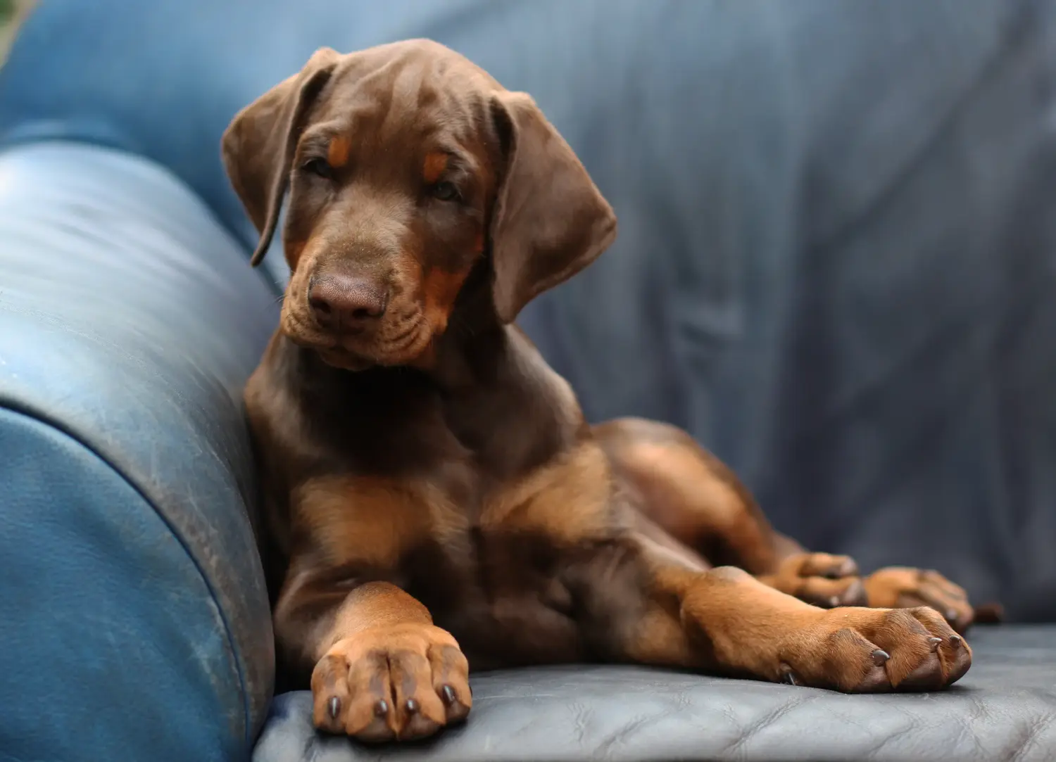 Kupno szczeniaka dobermana oznacza wzięcie na siebie odpowiedzialności! Kup szczenięta dobermana.