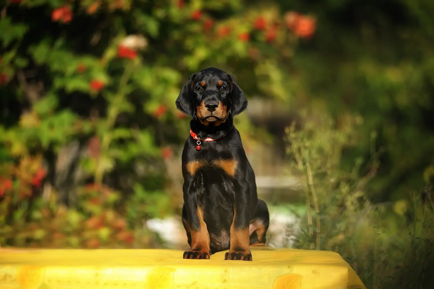 Kupno szczeniaka dobermana oznacza wzięcie na siebie odpowiedzialności! Kup szczenięta dobermana.