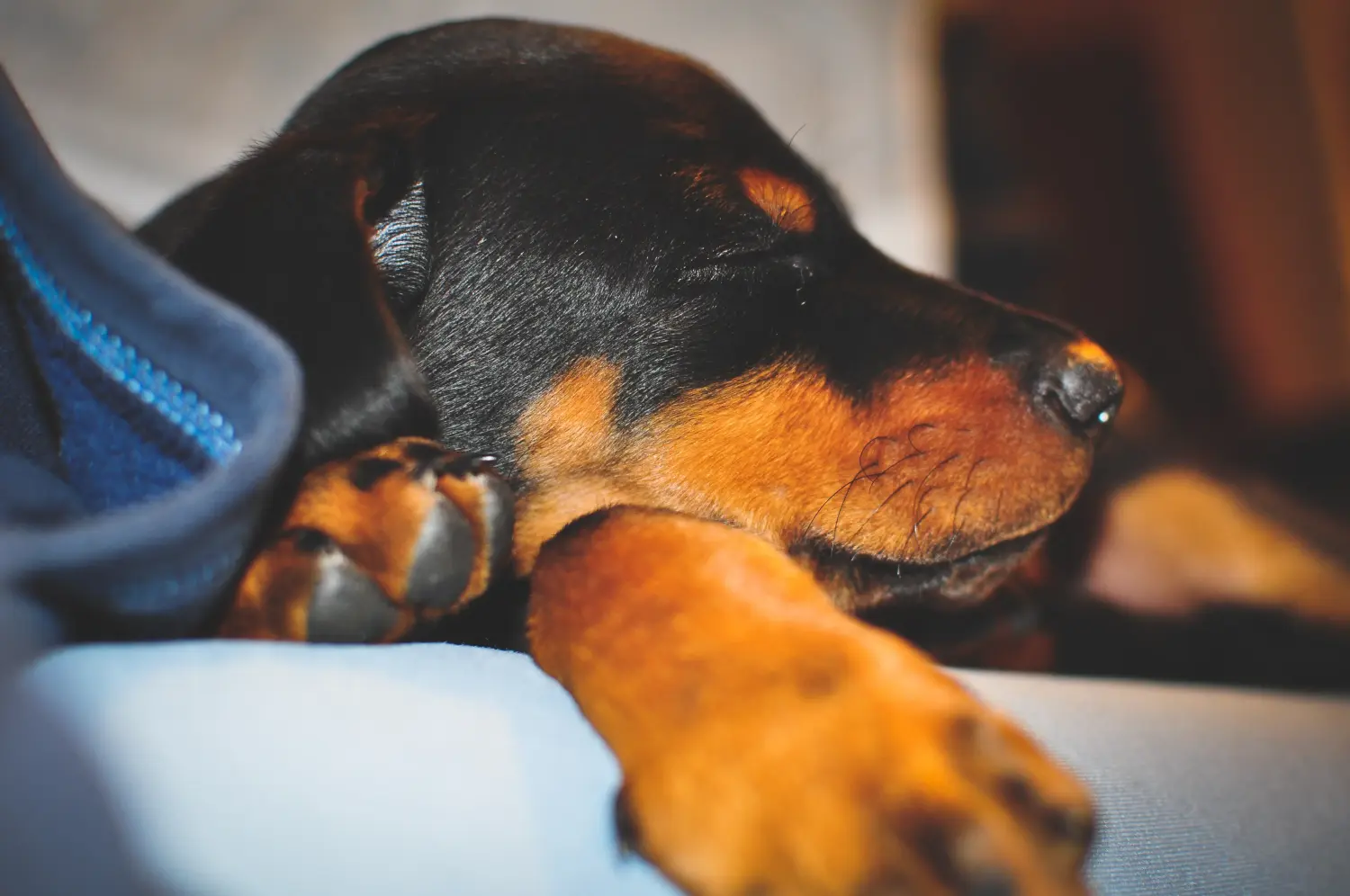 Kupno szczeniaka dobermana oznacza wzięcie na siebie odpowiedzialności! Kup szczenięta dobermana.