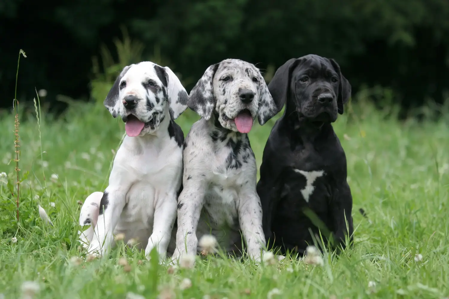 Kupno szczeniaka doga niemieckiego oznacza wzięcie na siebie odpowiedzialności! Kup szczenięta dog niemiecki.