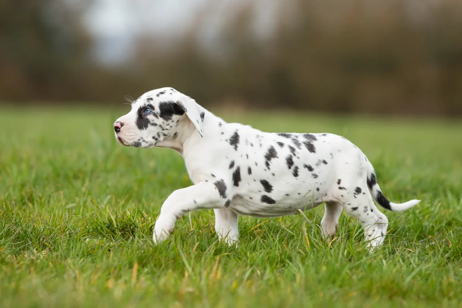 Kupno szczeniaka doga niemieckiego oznacza wzięcie na siebie odpowiedzialności! Kup szczenięta dog niemiecki.