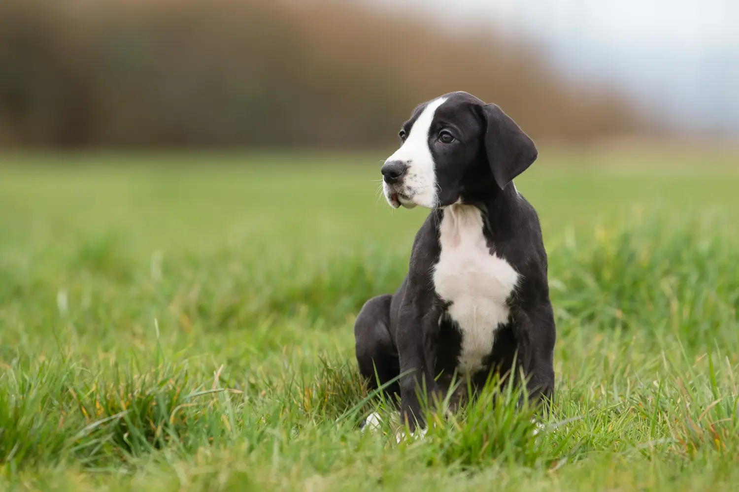 Kupno szczeniaka doga niemieckiego oznacza wzięcie na siebie odpowiedzialności! Kup szczenięta dog niemiecki.
