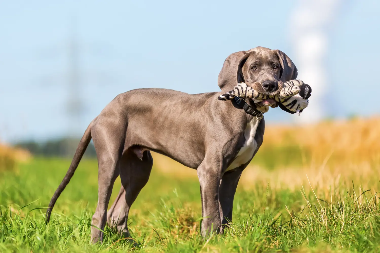 Kupno szczeniaka doga niemieckiego oznacza wzięcie na siebie odpowiedzialności! Kup szczenięta dog niemiecki.
