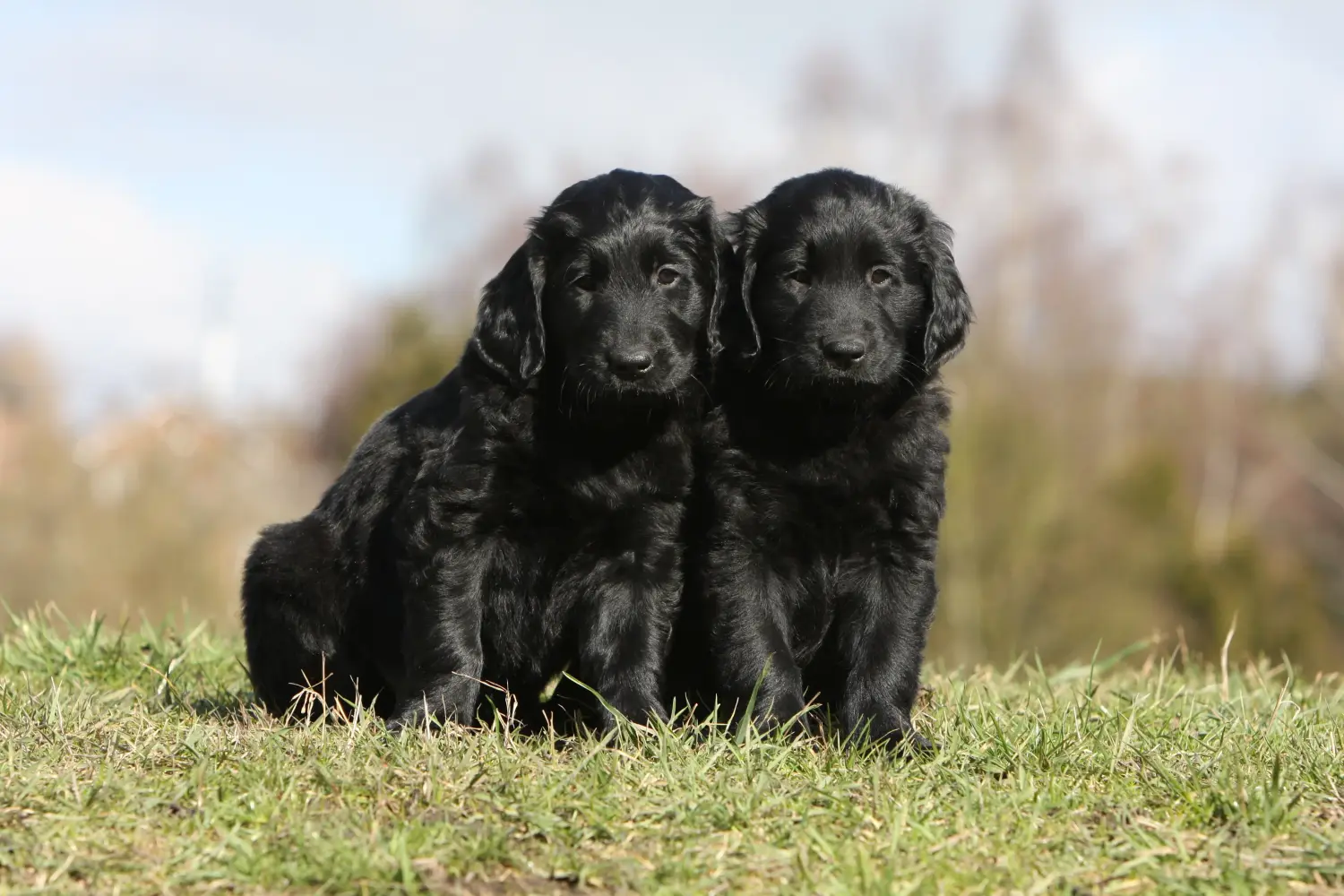 Zakup szczeniaka rasy Flat Coated Retriever oznacza wzięcie na siebie odpowiedzialności! Kup szczenięta rasy Flat Coated Retriever.