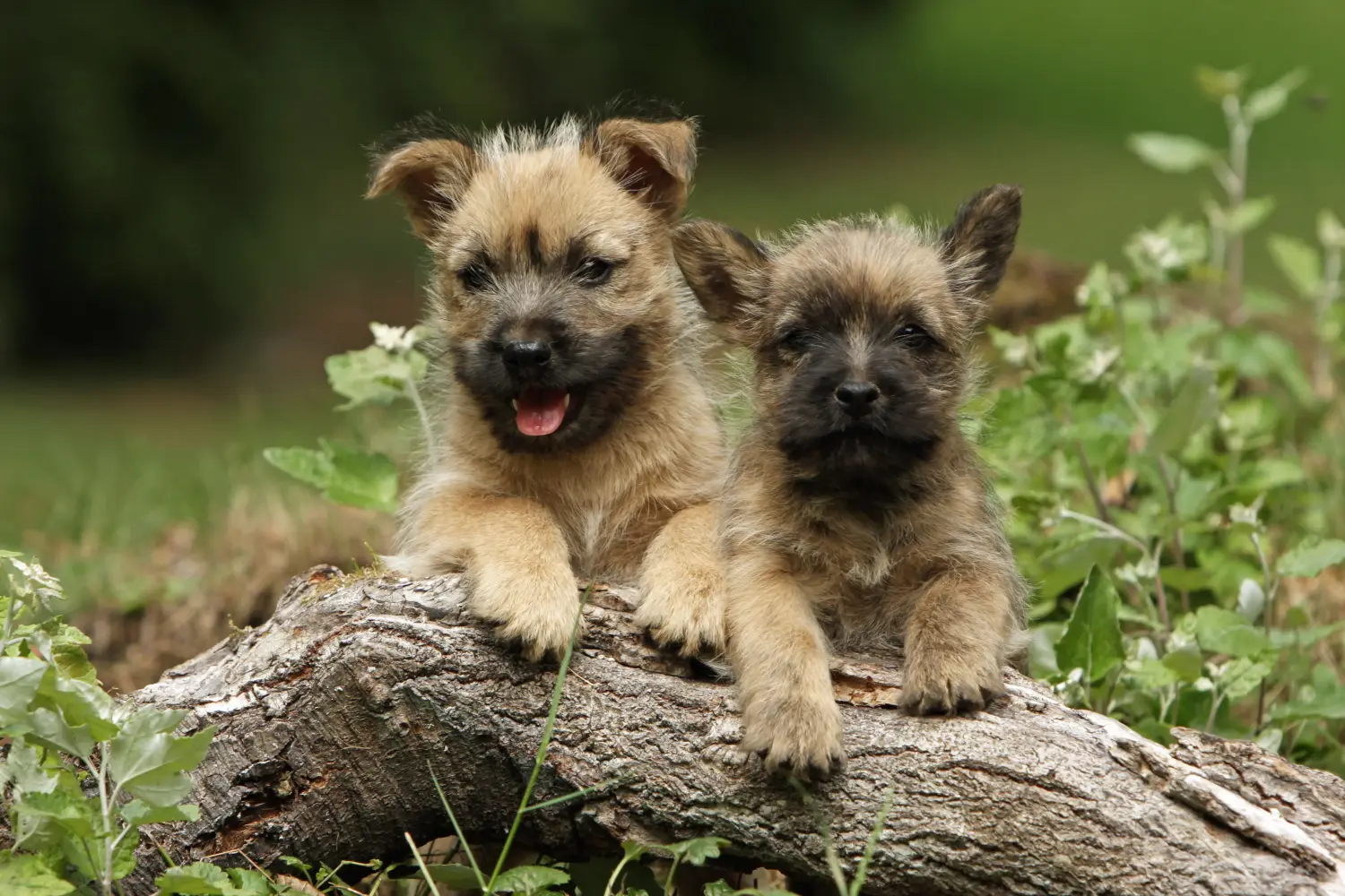 Kupno szczeniaka Cairn Terriera oznacza wzięcie na siebie odpowiedzialności! Kup szczenięta Cairn Terrier.