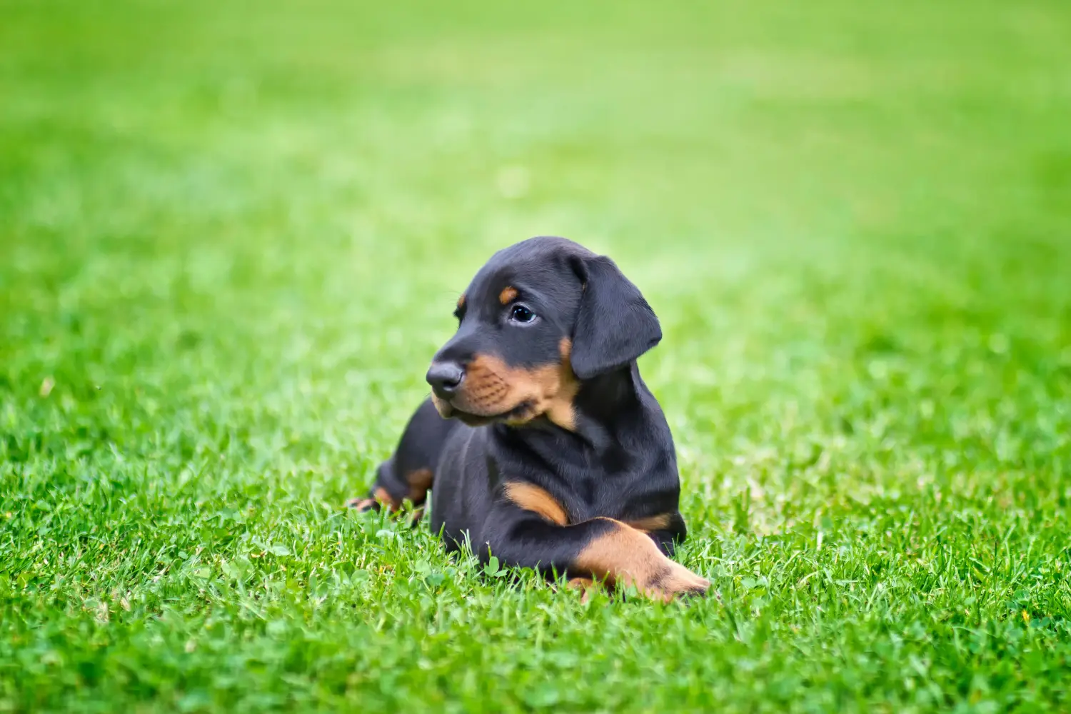 Kupno szczeniaka dobermana oznacza wzięcie na siebie odpowiedzialności! Kup szczenięta dobermana.