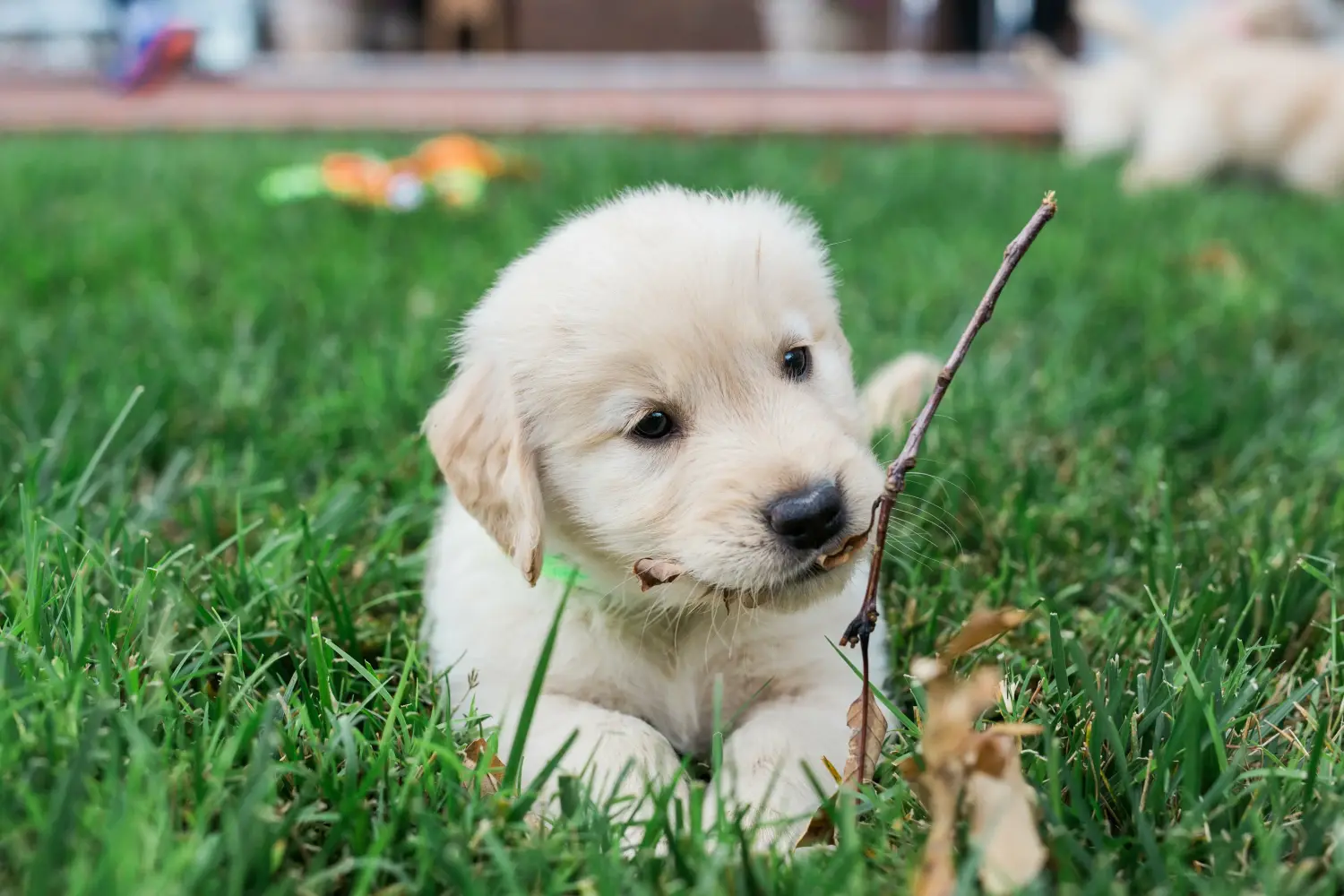Kupno szczeniaka Golden Retriever oznacza wzięcie na siebie odpowiedzialności! Kup szczenięta rasy Golden Retriever.
