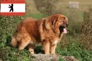 Read more about the article Hodowca psów tybetańskich i szczeniąt w Berlinie