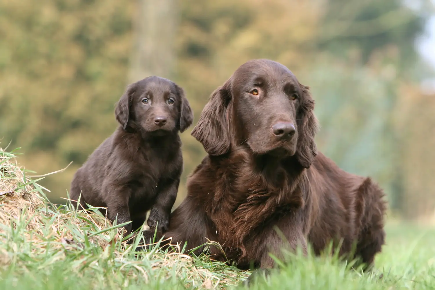 Zakup szczeniaka rasy Flat Coated Retriever oznacza wzięcie na siebie odpowiedzialności! Kup szczenięta rasy Flat Coated Retriever.